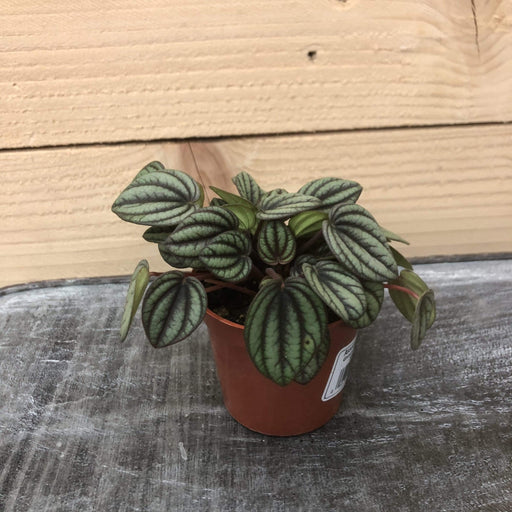 The Plant Farm Houseplants Peperomia Piccolo Banda, 2" Plant