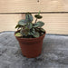 The Plant Farm Houseplants Peperomia Piccolo Banda, 2" Plant