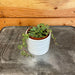 The Plant Farm Houseplants Peperomia Prostrata, 2" Plant