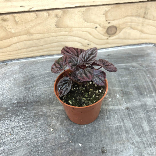 The Plant Farm Houseplants Peperomia Raspberry Ice, 2" Plant