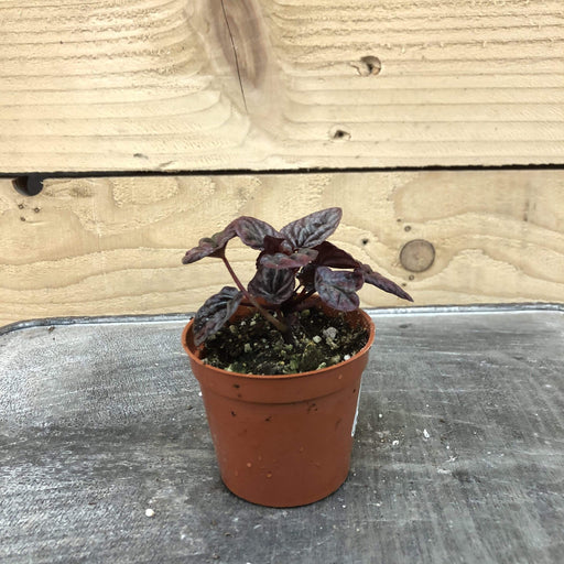 The Plant Farm Houseplants Peperomia Raspberry Ice, 2" Plant