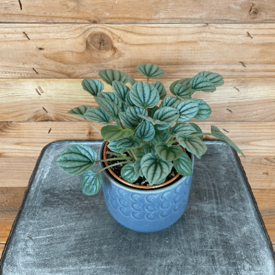 The Plant Farm Houseplants Peperomia Ripple Frost, 4" Plant