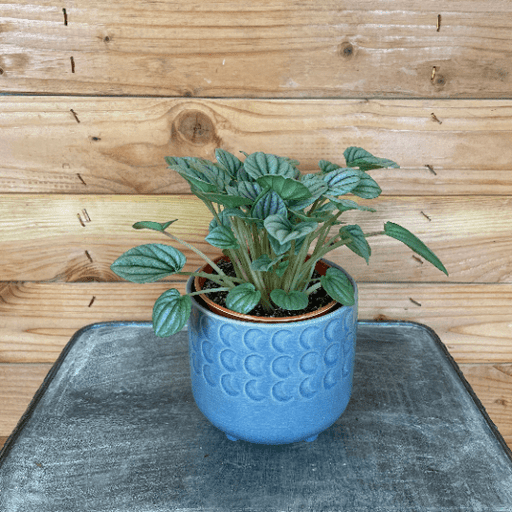 The Plant Farm Houseplants Peperomia Ripple Frost, 4" Plant