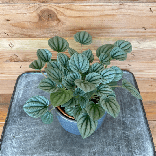 The Plant Farm Houseplants Peperomia Ripple Frost, 4" Plant