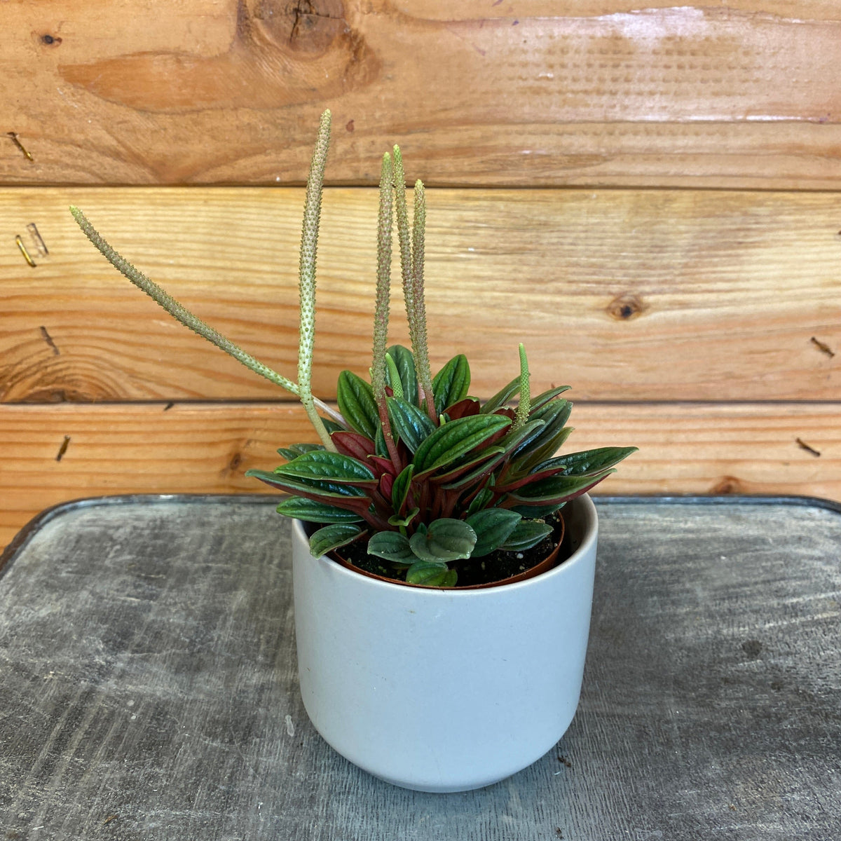 Peperomia Rosso, 2