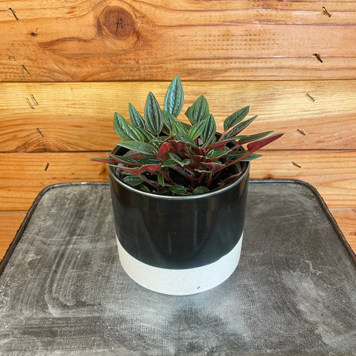 The Plant Farm Houseplants Peperomia Rosso, 4" Plant