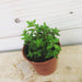 The Plant Farm Houseplants Peperomia Rubella, 2" Plant