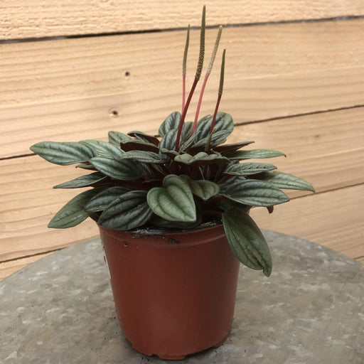 The Plant Farm Houseplants Peperomia San Marino, 4" Plant