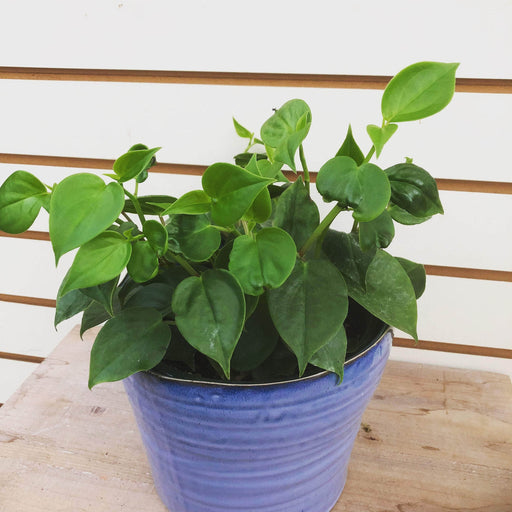 The Plant Farm Houseplants Peperomia Scandens, Cutting x5