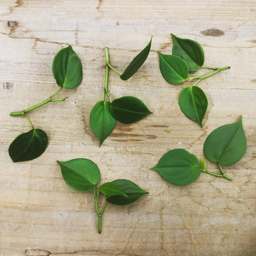 The Plant Farm Houseplants Peperomia Scandens, Cutting x5