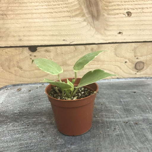 The Plant Farm Houseplants Peperomia Scandens Variegated, 2" Plant