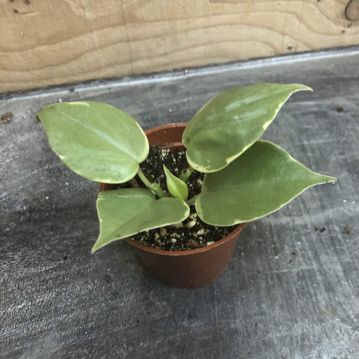 The Plant Farm Houseplants Peperomia Scandens Variegated, 2" Plant