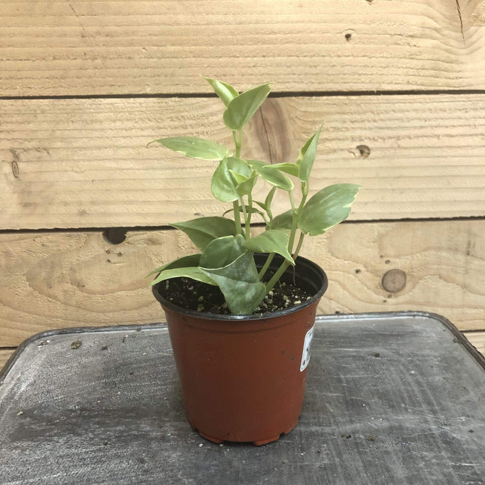 The Plant Farm Houseplants Peperomia Scandens Variegated, 4" Plant