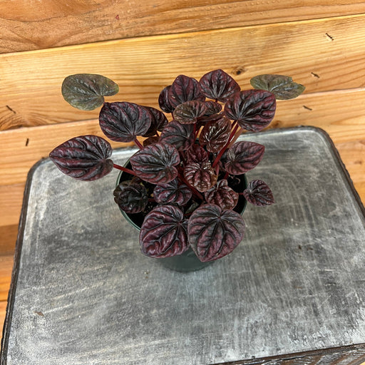 The Plant Farm Houseplants Peperomia Schumi Red, 4" Plant