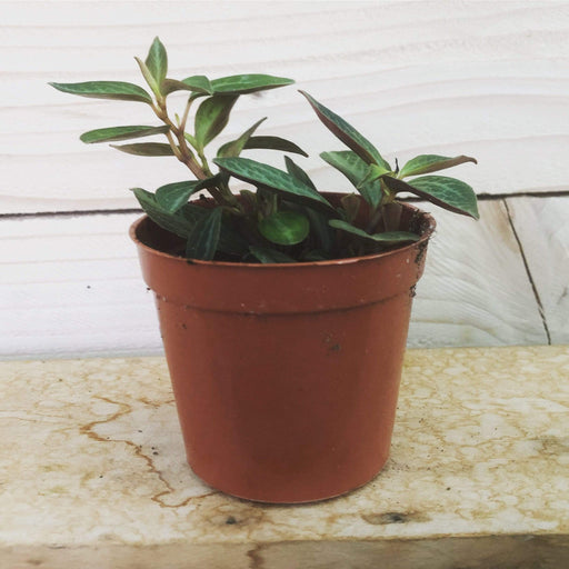 The Plant Farm Houseplants Peperomia Trinervis Bicolor, 2" Plant