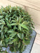 The Plant Farm Houseplants Peperomia Trinervula Mini