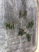 The Plant Farm Houseplants Peperomia Trinervula Mini, Cutting x5