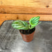 The Plant Farm® Houseplants Peperomia Watermelon, 2" Plant