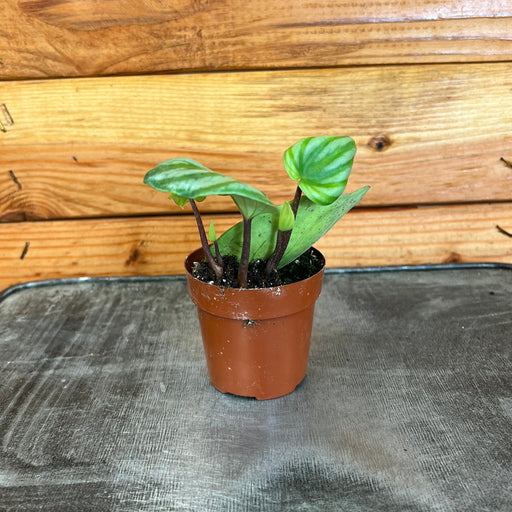 The Plant Farm® Houseplants Peperomia Watermelon, 2" Plant