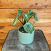 The Plant Farm Houseplants Peperomia Watermelon, 4" Plant