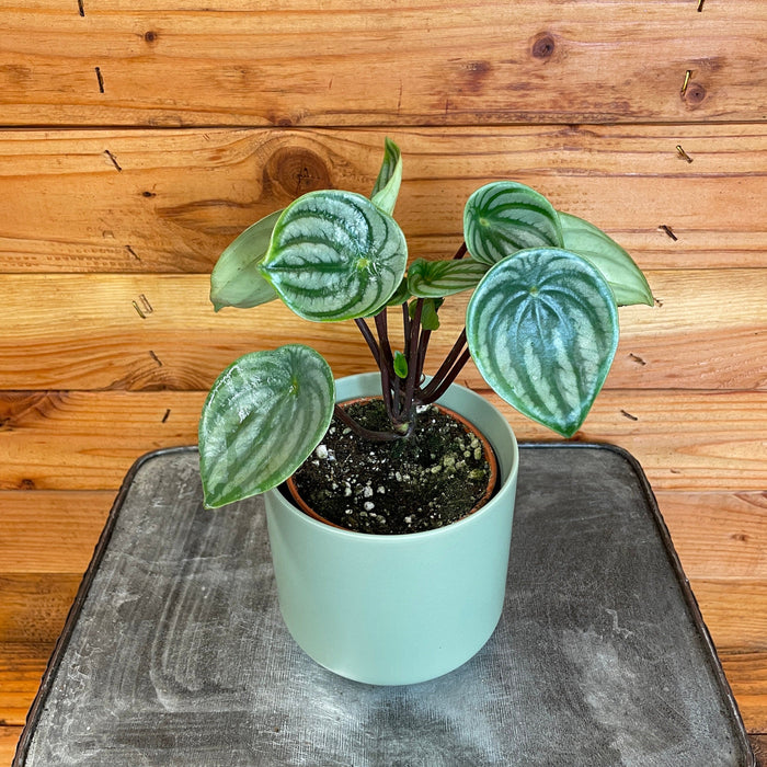 The Plant Farm Houseplants Peperomia Watermelon, 4" Plant