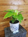 The Plant Farm Houseplants Philodendron Bipennifolium Golden Violin, 6" Plant