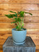 The Plant Farm Houseplants Philodendron Burle Marx, 6" Plant