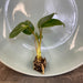 The Plant Farm Houseplants Philodendron Burle Marx Starter Plug