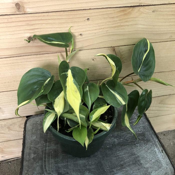 The Plant Farm Houseplants Philodendron Cordatum Silver Stripe, 6" Plant