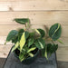 The Plant Farm Houseplants Philodendron Cordatum Silver Stripe, 6" Plant