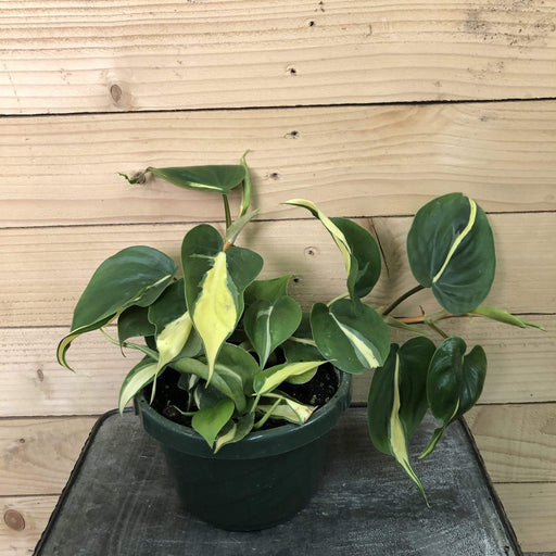 The Plant Farm Houseplants Philodendron Cordatum Silver Stripe, 6" Plant