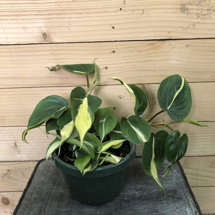 The Plant Farm Houseplants Philodendron Cordatum Silver Stripe, 6" Plant