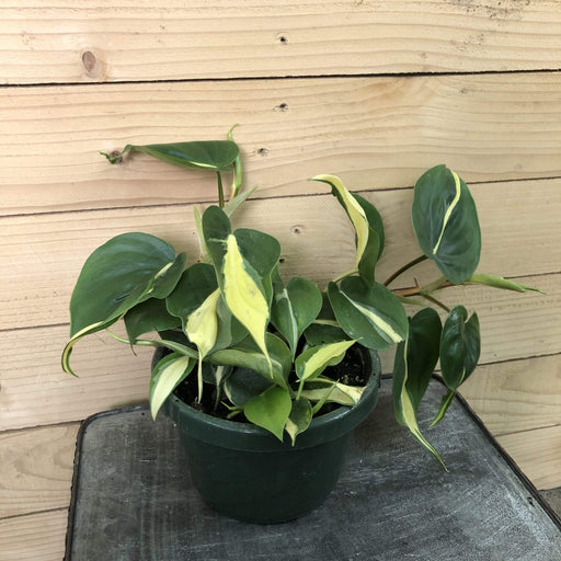 The Plant Farm Houseplants Philodendron Cordatum Silver Stripe, 6" Plant