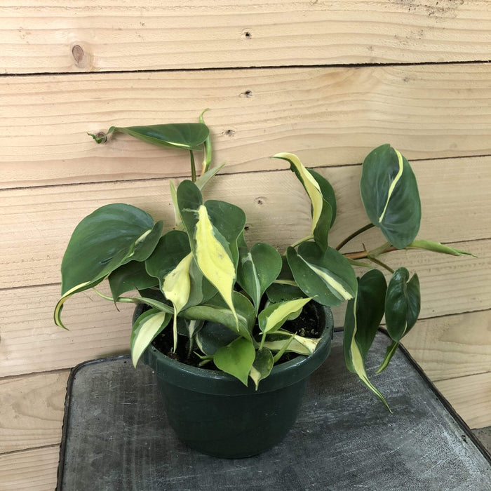 The Plant Farm Houseplants Philodendron Cordatum Silver Stripe, 6" Plant