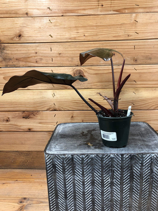 The Plant Farm Houseplants Philodendron Dark Lord, 4" Plant