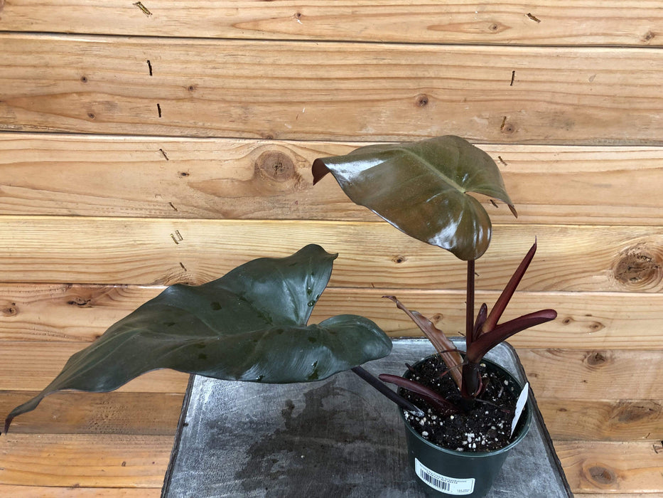 The Plant Farm Houseplants Philodendron Dark Lord, 4" Plant