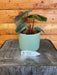 The Plant Farm Houseplants Philodendron El Choco Red, 4" Plant