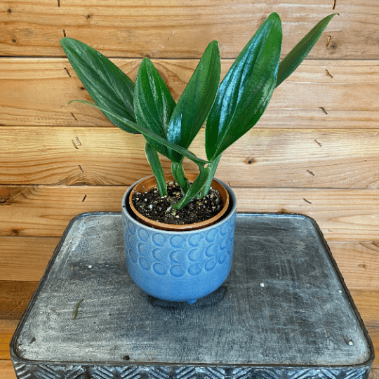 philodendron native Philodendron Guttiferum, 4" Plant