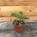 The Plant Farm Houseplants Philodendron Hope, 2" Plant