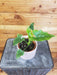 The Plant Farm Houseplants Philodendron Hope, 4" Plant