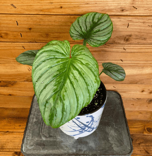 The Plant Farm Houseplants Philodendron Mamei, 6" Plant