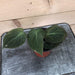 The Plant Farm Houseplants Philodendron Micans, 4" Plant