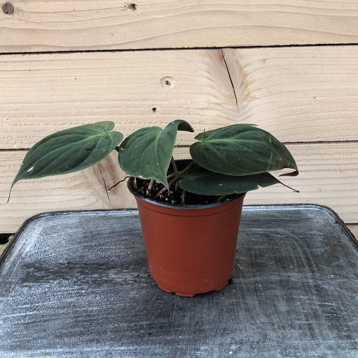 The Plant Farm Houseplants Philodendron Micans, 4" Plant