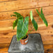 The Plant Farm® Houseplants Philodendron Paraiso Verde, 4" Plant