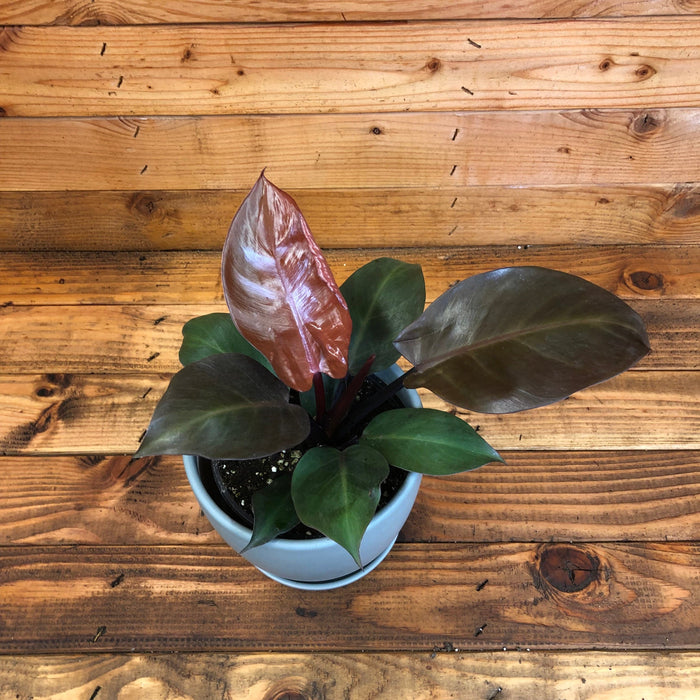 The Plant Farm Houseplants Philodendron Sun Red, 6" Plant