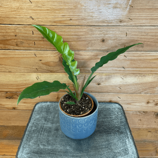 The Plant Farm Houseplants Philodendron Tiger Tooth, 4" Plant