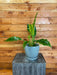 The Plant Farm Houseplants Philodendron Tiger Tooth, 6" Plant