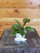 The Plant Farm Houseplants Philodendron White Knight Reverted, 2" Plant