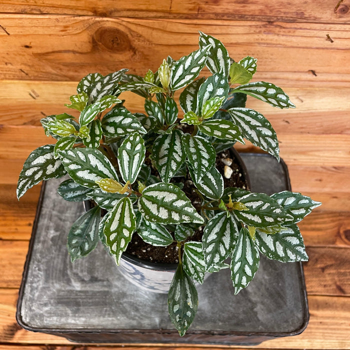 aluminum house plant Pilea Cadierei Aluminium, 6" Plant, The Plant Farm