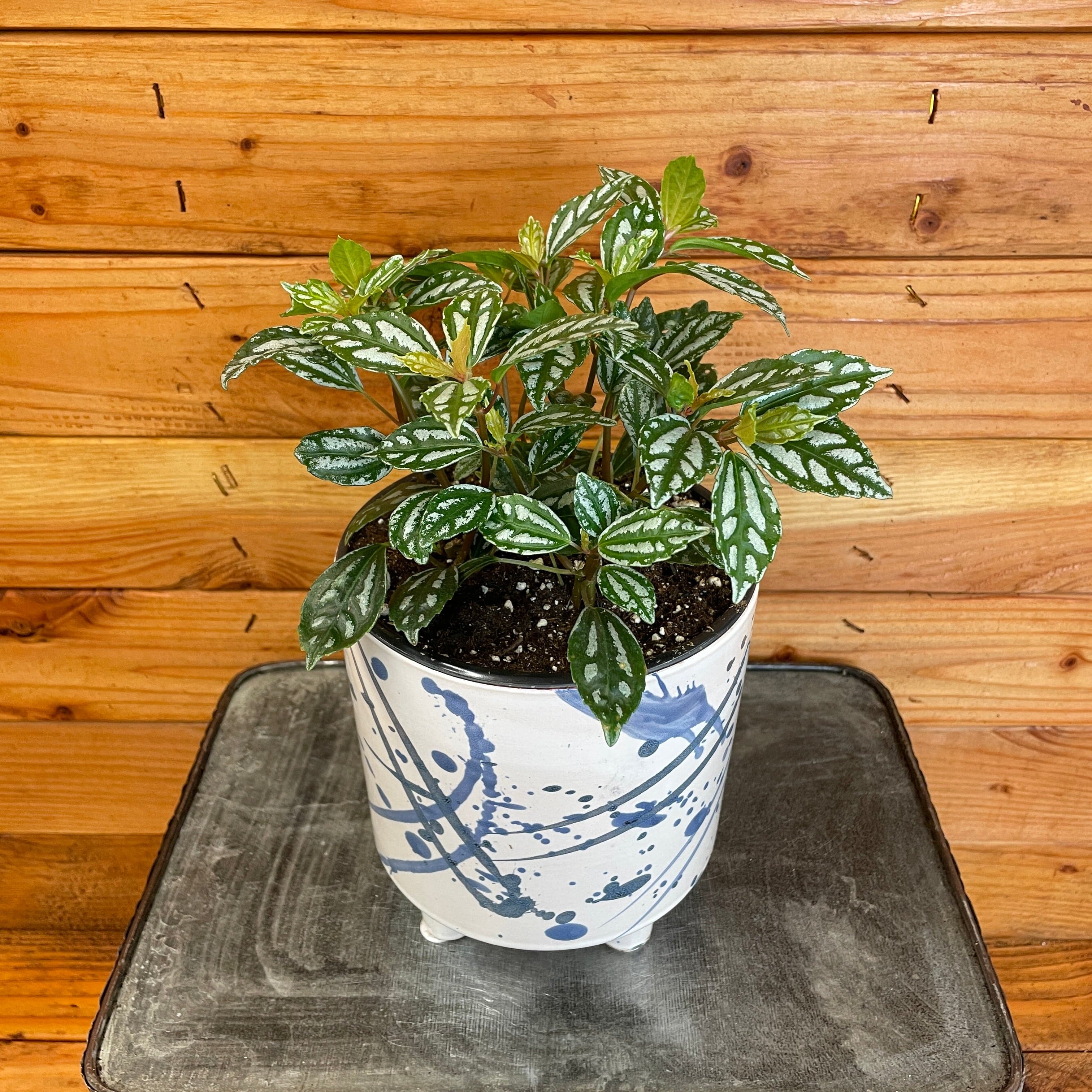 Pilea Cadierei Aluminium, 6